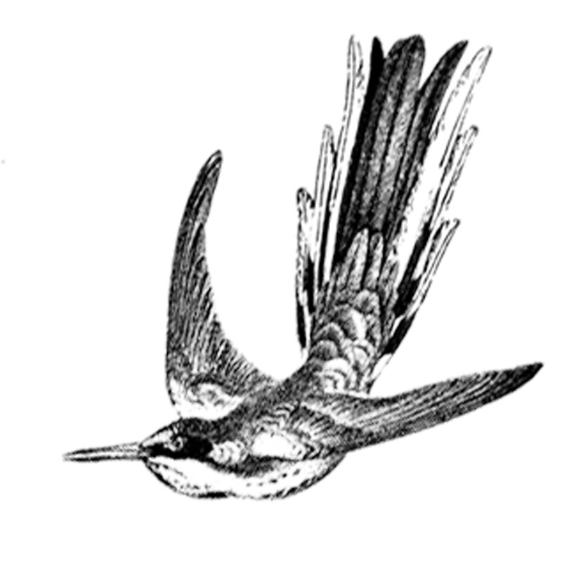 #1733a - Bird - Nature